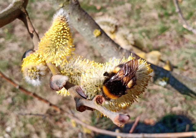 Hummel an Weidenblten